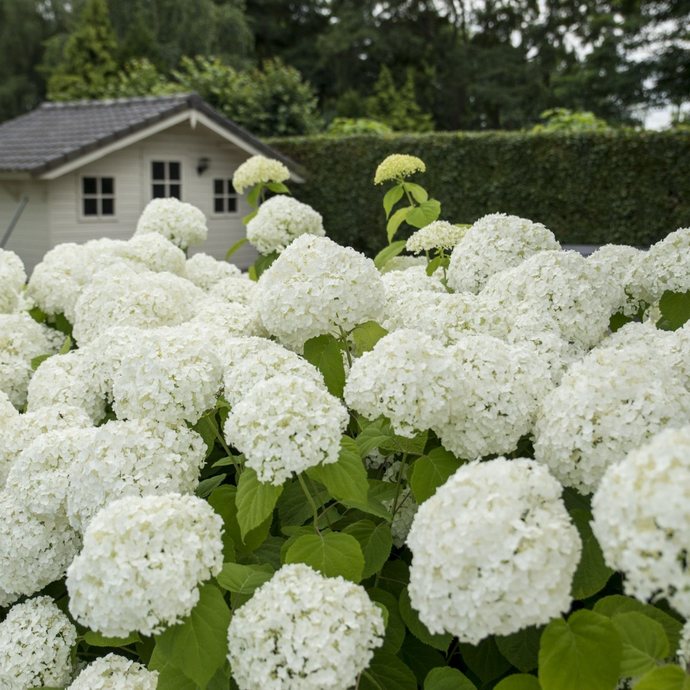 1 Hydrangea arborescens Strong Annabelle (Hortensia) Extra stevige witte bloemen