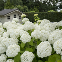 1 Hydrangea arborescens Strong Annabelle (Hortensia) Extra stevige witte bloemen
