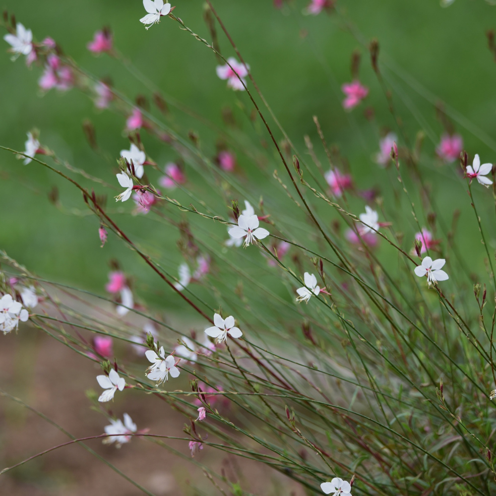 3 Prachtkaars ‘Gaura lindheimeri Whirling Butterflies’ Ø9 cm ↕15 cm