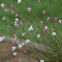 3 Prachtkaars ‘Gaura lindheimeri Whirling Butterflies’ Ø9 cm ↕15 cm
