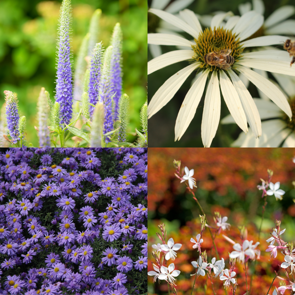 NatureNest Border Package Joy