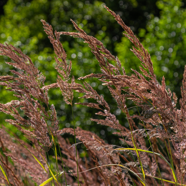 3 Diamantgras ‘Calamagrostis brachytricha’ Ø9 cm ↕15 cm