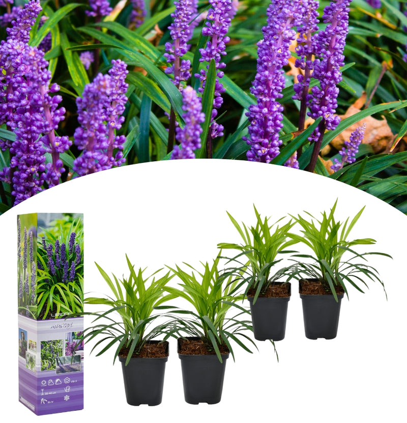 Set van 4 Liriope Muscari planten * Leliegras