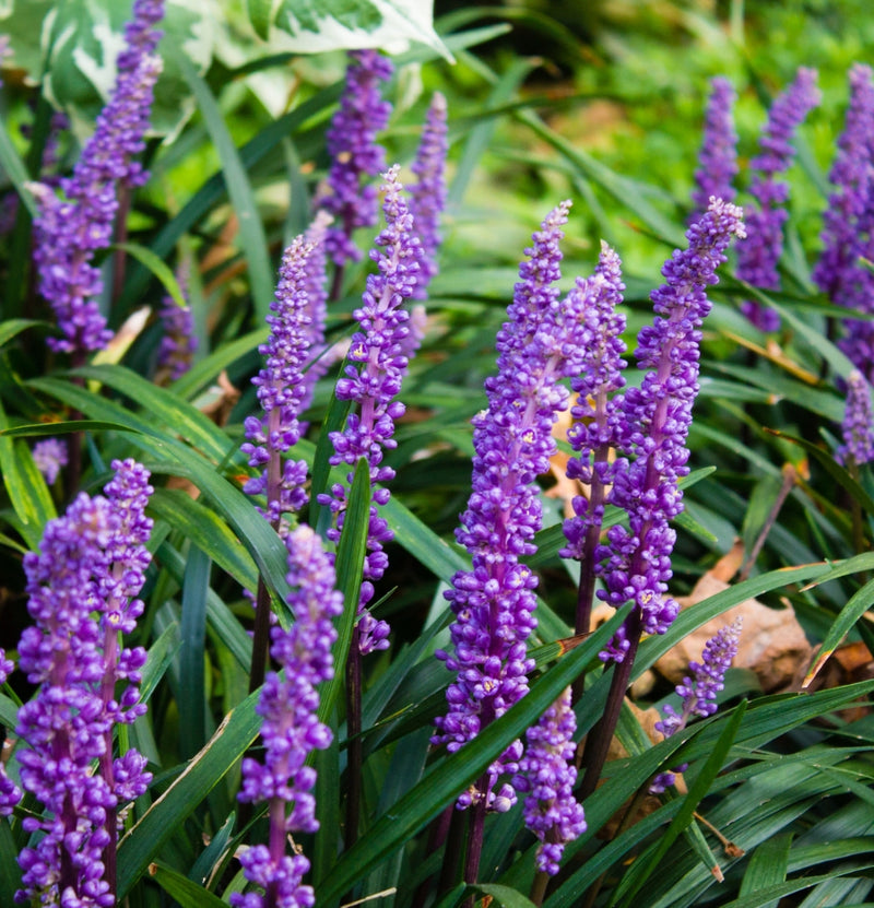 Set van 4 Liriope Muscari planten * Leliegras