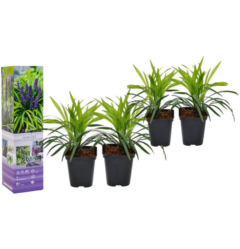 Conjunto de 4 plantas de Liriope Muscari * Lily Grass