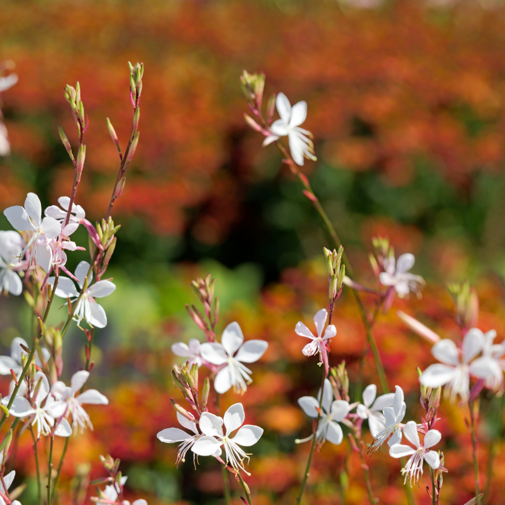 NatureNest Border Package Joy