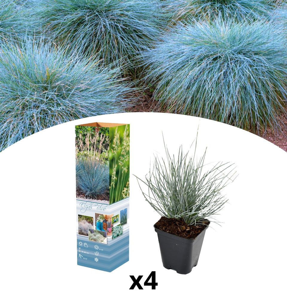 Juego de 4 x Festuca glauca 'Elija Blue (Hierba de oveja azul)