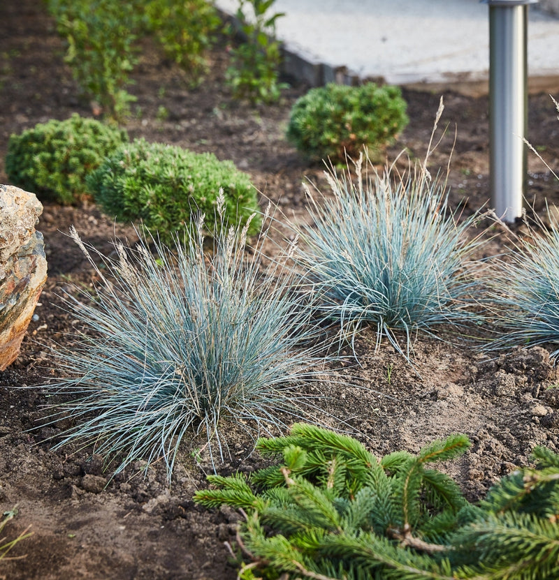 Lot de 4 x Festuca glauca 'Elija Blue (herbe bleue des moutons)