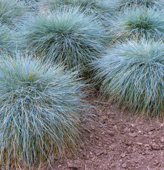 Juego de 4 x Festuca glauca 'Elija Blue (Hierba de oveja azul)