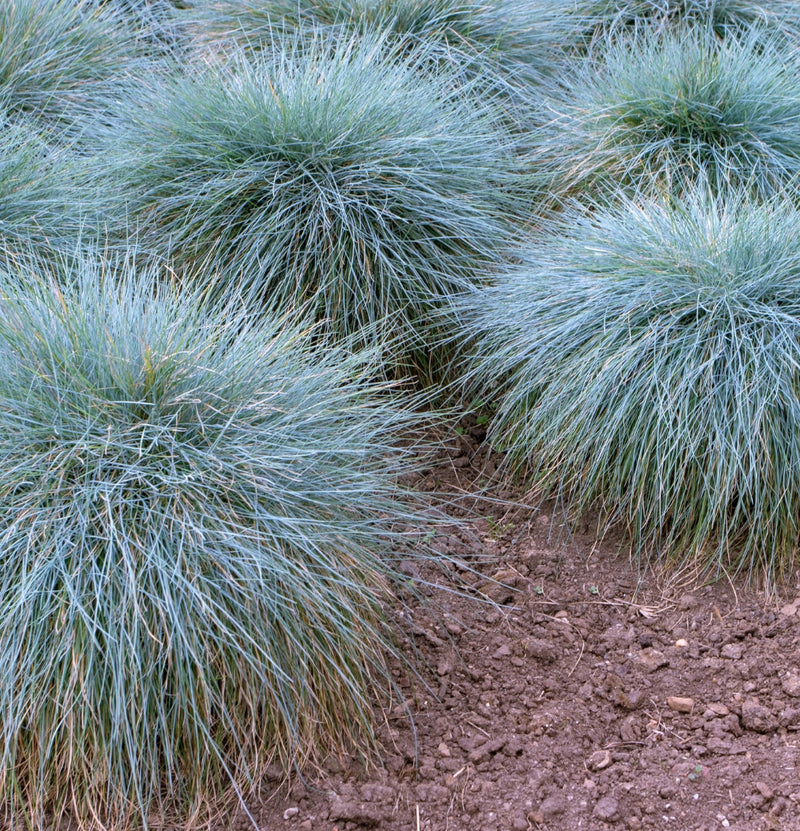 Lot de 4 x Festuca glauca 'Elija Blue (herbe bleue des moutons)