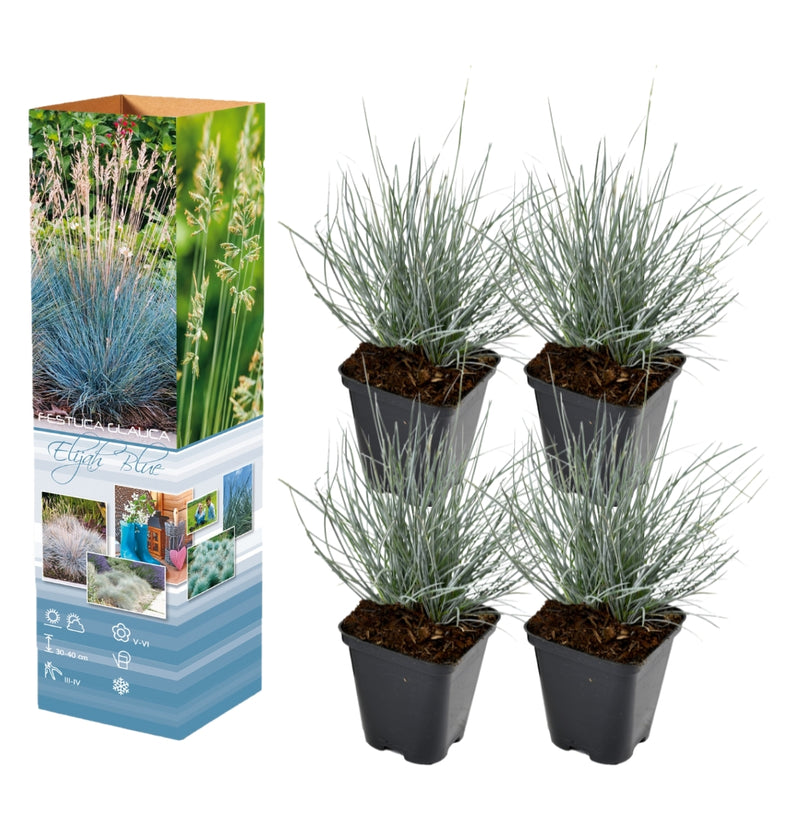 Lot de 4 x Festuca glauca 'Elija Blue (herbe bleue des moutons)