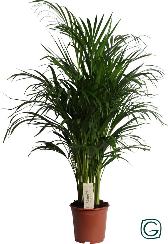 Dypsis Lutescens (Areca) - Ø19cm - ↕90cm