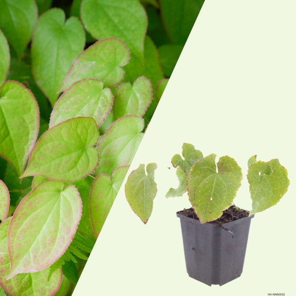 Epimedium perralchicum  (Elfenbloem 'Frohnleiten') set van 3, Winterharde bodembedekker voor halfschaduw