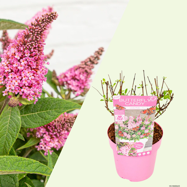 Buddleja Butterfly Candy Little Pink (Vlinderstruik) Roze bloemen met lange bloei