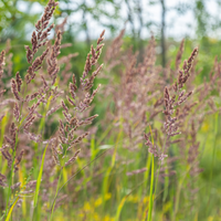 3 Diamantgras ‘Calamagrostis brachytricha’ Ø9 cm ↕15 cm