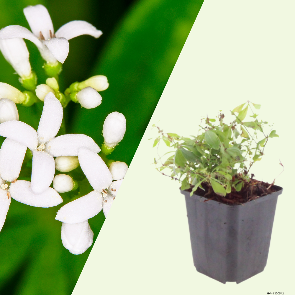 3 Lievevrouwebedstro ‘Galium odoratum’ Ø9 cm ↕15 cm