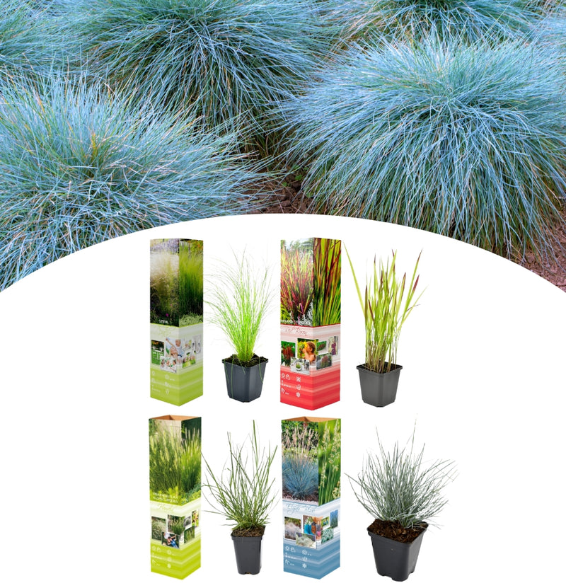 Set de 4 Grassenmixen - (Stipa, Pennisetum, Imperata, Festuca)