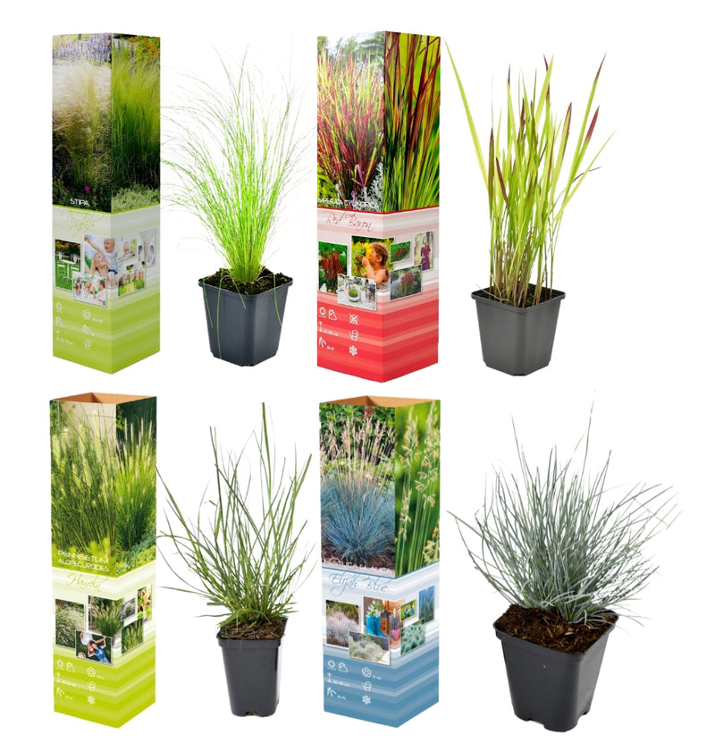 Set de 4 Grassenmixen - (Stipa, Pennisetum, Imperata, Festuca)