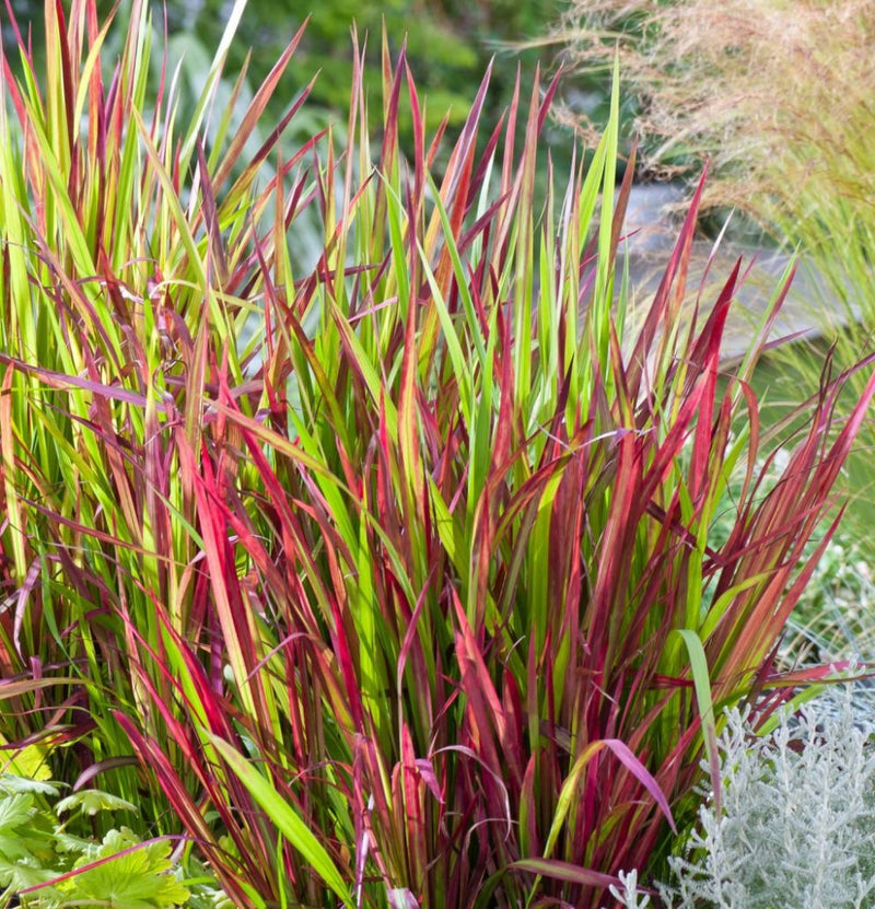 Juego de 8 mezclas de pasto - (Stipa, Pennisetum, Imperata, Festuca) (copia)