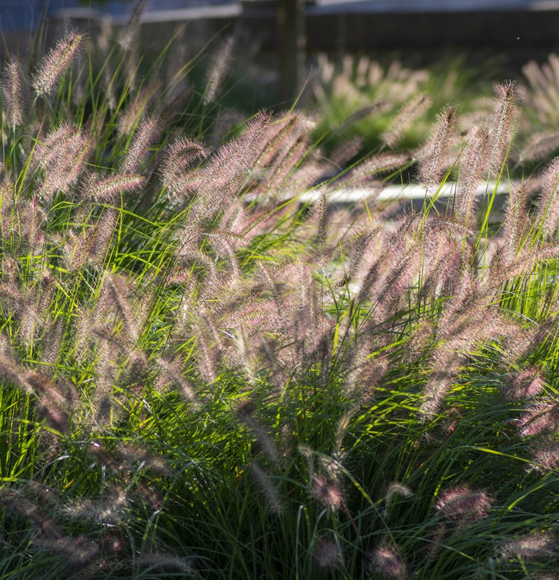 Set de 4 Grassenmixen - (Stipa, Pennisetum, Imperata, Festuca)