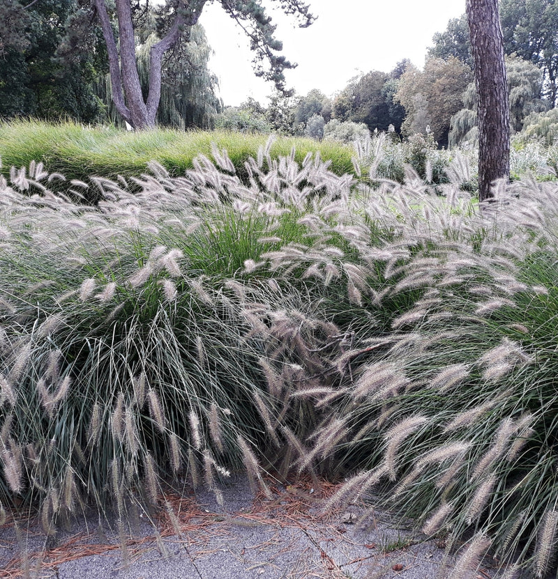 Set de 4 Grassenmixen - (Stipa, Pennisetum, Imperata, Festuca)