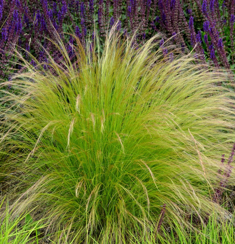 Set de 4 Grassenmixen - (Stipa, Pennisetum, Imperata, Festuca)