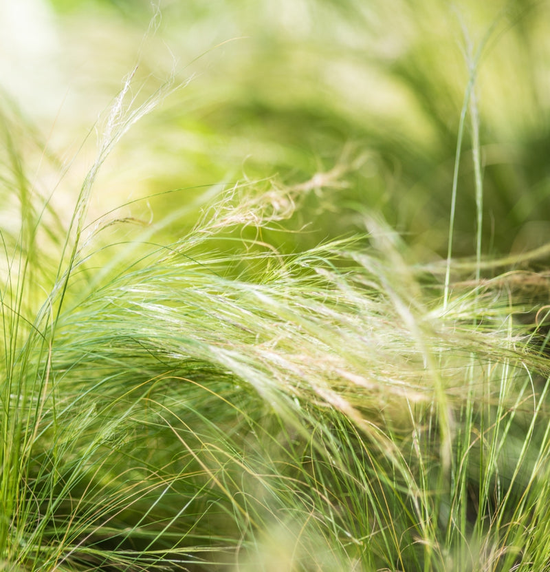 Juego de 8 mezclas de pasto - (Stipa, Pennisetum, Imperata, Festuca) (copia)