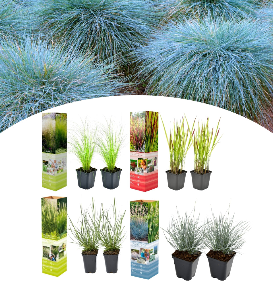 Juego de 8 mezclas de pasto - (Stipa, Pennisetum, Imperata, Festuca) (copia)