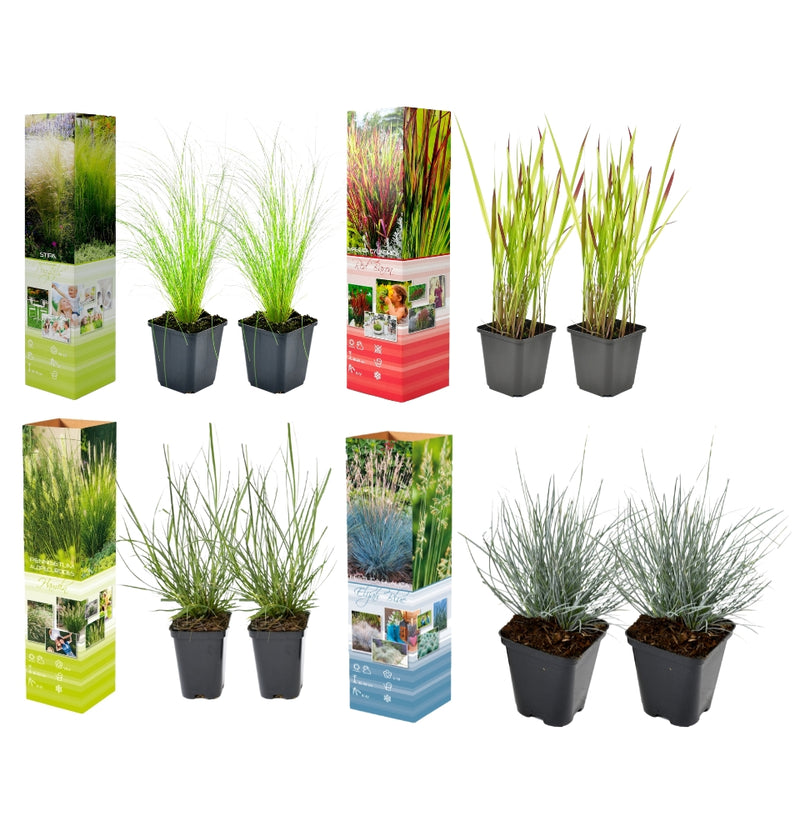 Set van 8 Grassenmixen - (Stipa, Pennisetum, Imperata, Festuca)