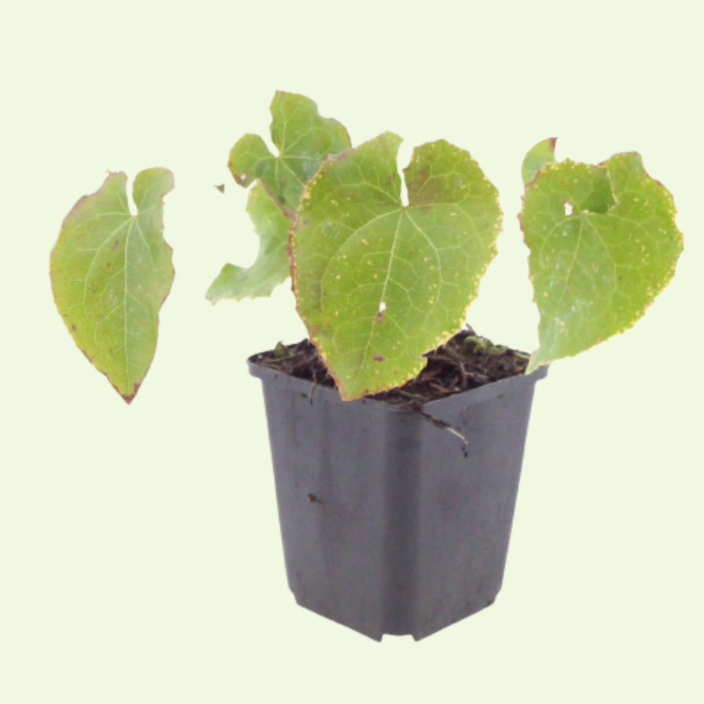 Epimedium perralchicum  (Elfenbloem 'Frohnleiten') set van 3, Winterharde bodembedekker voor halfschaduw