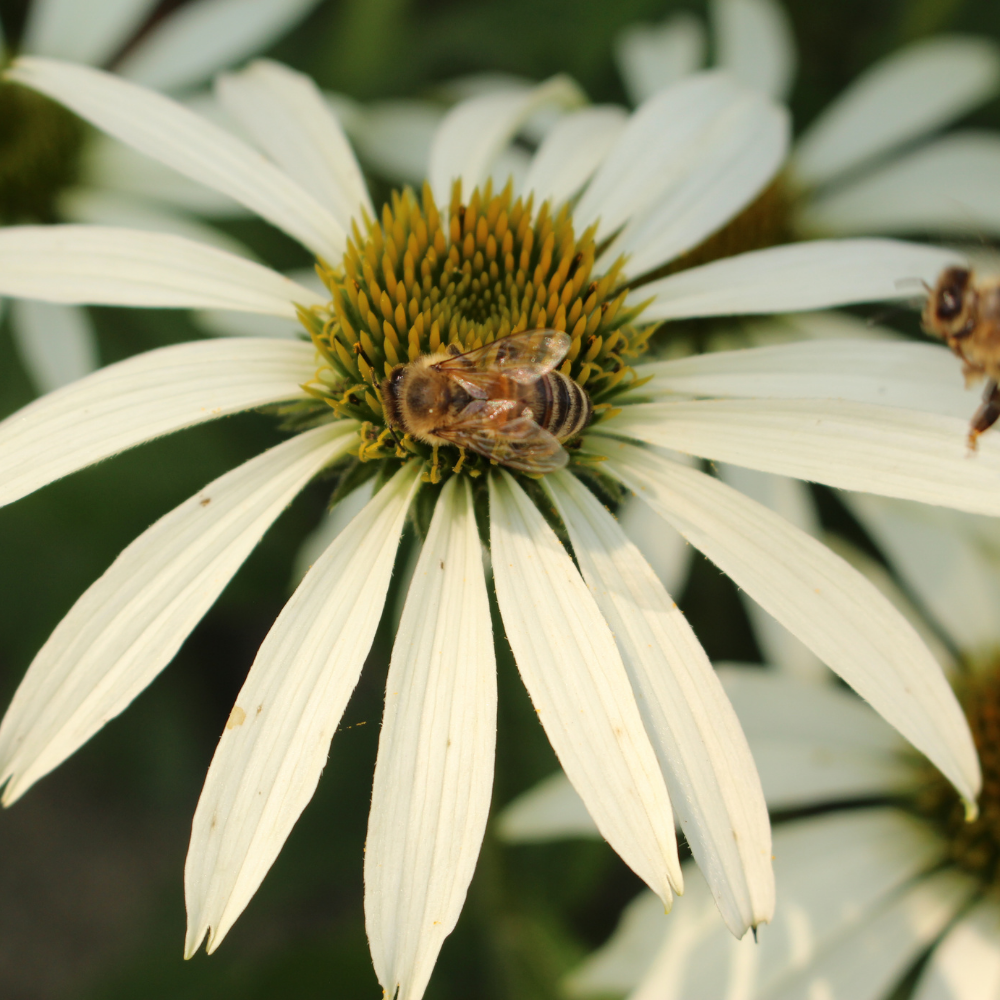 NatureNest Border Package Joy