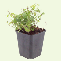 3 Lievevrouwebedstro ‘Galium odoratum’ Ø9 cm ↕15 cm