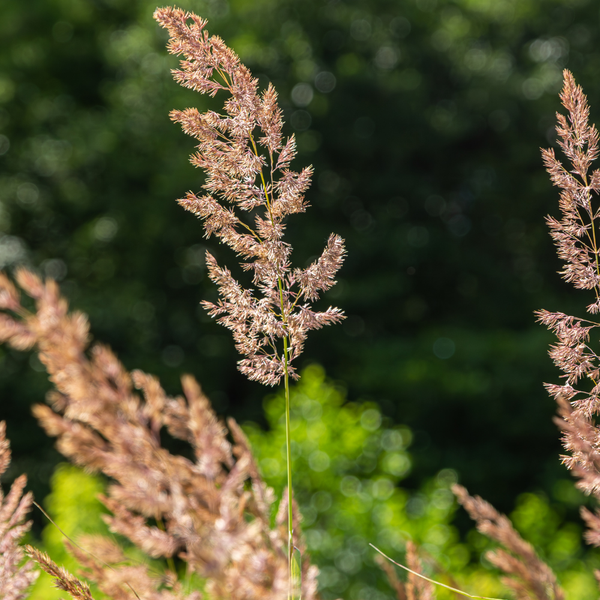 Calamagrostis brachytricha (Diamantgras) set van 3, Siergras voor border en pot