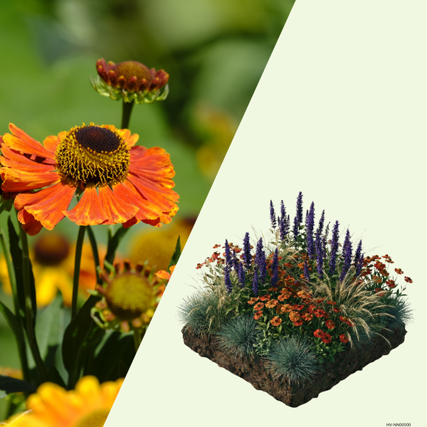 NatureNest Border Package Amber | Sunny Border with Perennials &amp; Ornamental Grasses