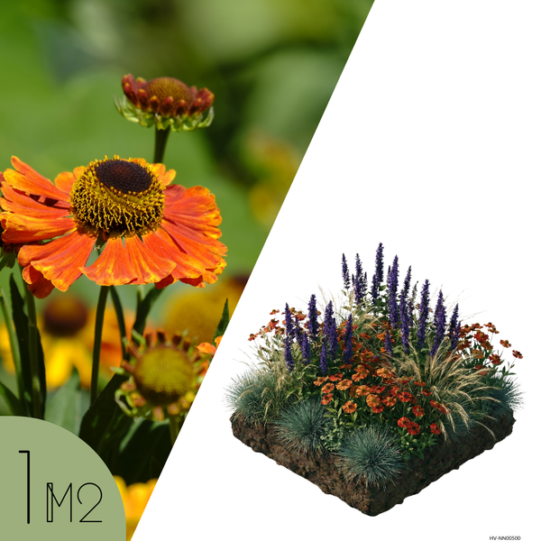 NatureNest Borderpakket Amber