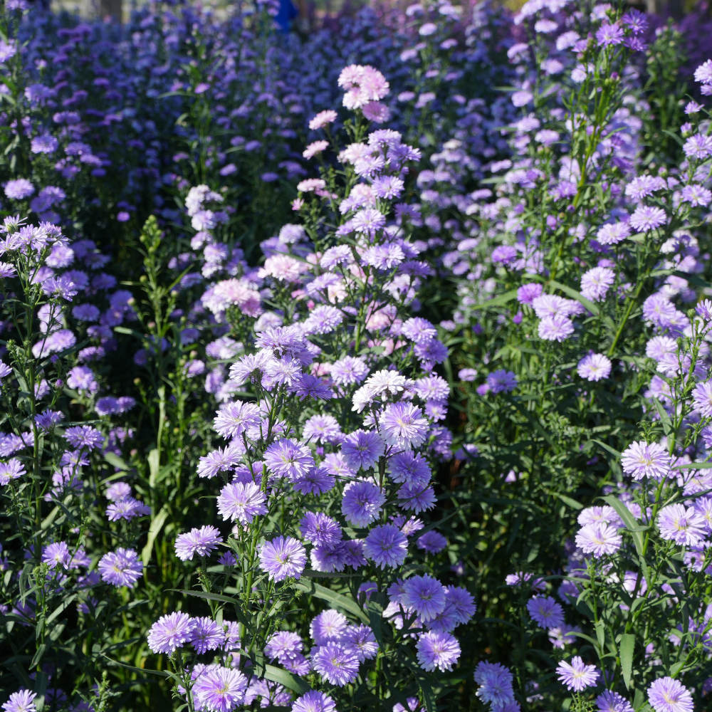 NatureNest Border Package Joy