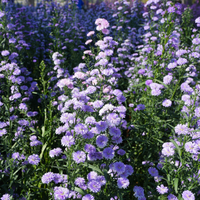 NatureNest Border Package Joy