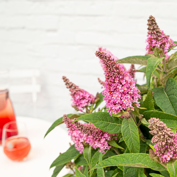 Buddleja Butterfly Candy Little Pink (Vlinderstruik) Roze bloemen met lange bloei