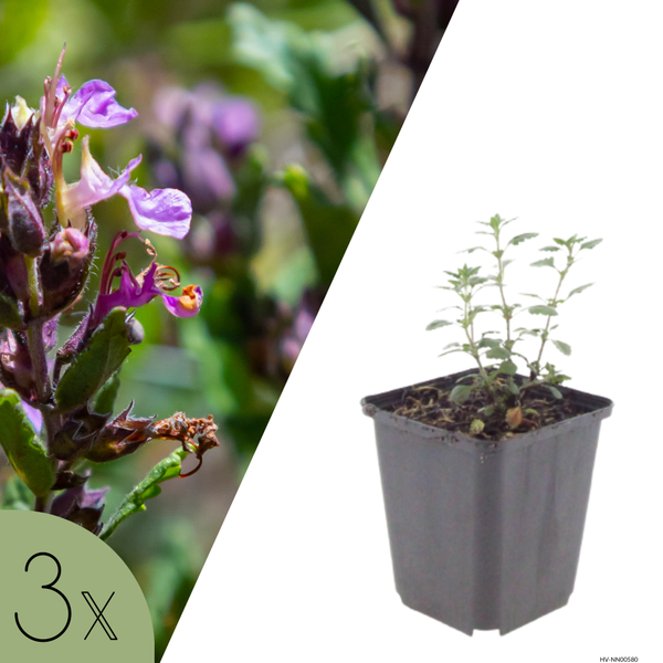 NatureNest | Gamander | set van 3 tuinplanten | Teucrium lucidrys | Sterke winterharde borderplant
