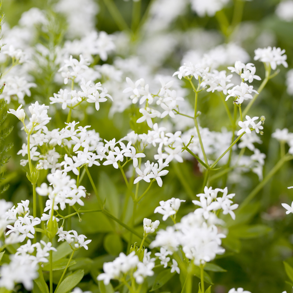 3 Lievevrouwebedstro ‘Galium odoratum’ Ø9 cm ↕15 cm