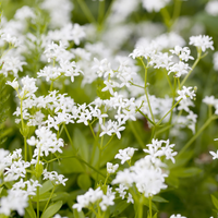 3 Lievevrouwebedstro ‘Galium odoratum’ Ø9 cm ↕15 cm