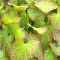 Epimedium perralchicum  (Elfenbloem 'Frohnleiten') set van 3, Winterharde bodembedekker voor halfschaduw