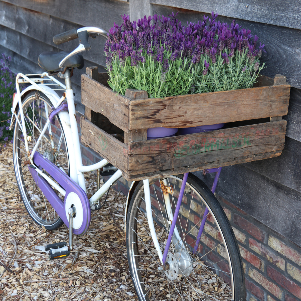 Set of 6 French lavender plants | 6 x Ø12 cm ↕25 cm | Lavandula stoechas Anouk