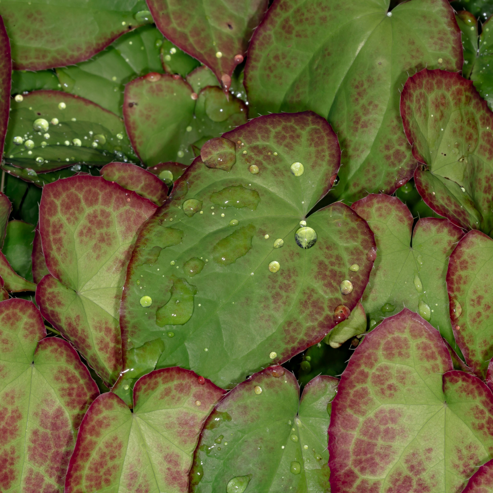 Epimedium perralchicum  (Elfenbloem 'Frohnleiten') set van 3, Winterharde bodembedekker voor halfschaduw