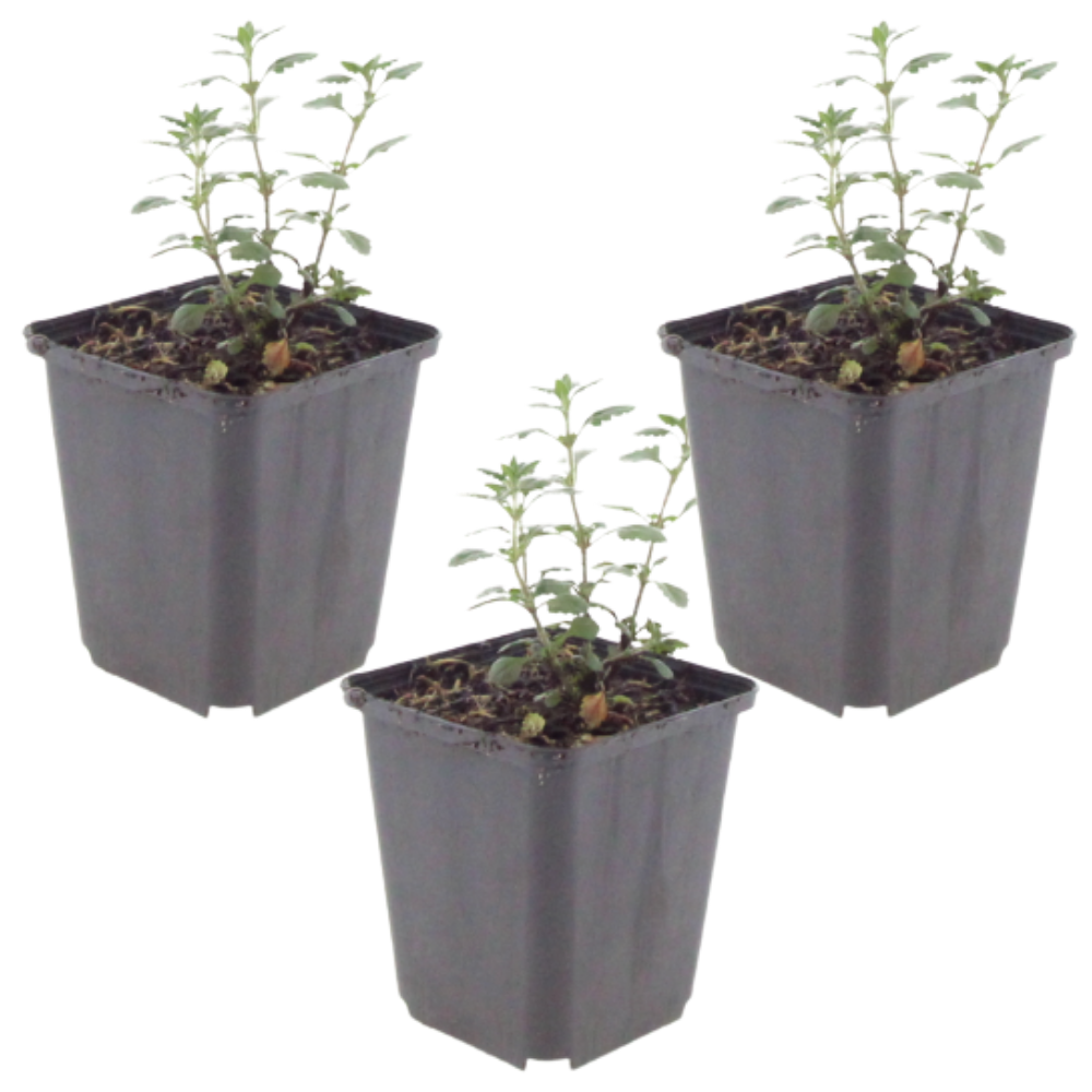 NatureNest | Gamander | set van 3 tuinplanten | Teucrium lucidrys | Sterke winterharde borderplant