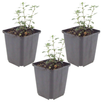NatureNest | Gamander | set van 3 tuinplanten | Teucrium lucidrys | Sterke winterharde borderplant