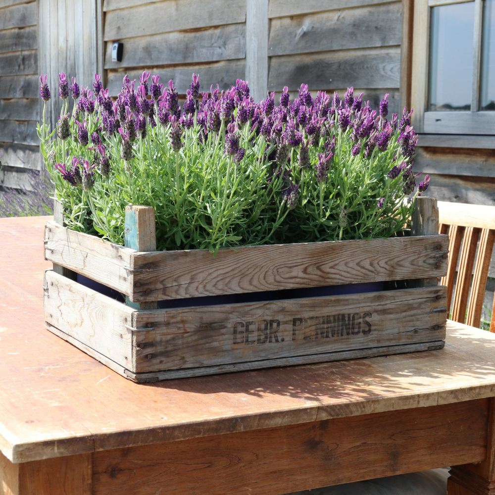 Set of 6 French lavender plants | 6 x Ø12 cm ↕25 cm | Lavandula stoechas Anouk