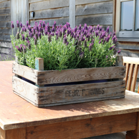Set of 6 French lavender plants | 6 x Ø12 cm ↕25 cm | Lavandula stoechas Anouk