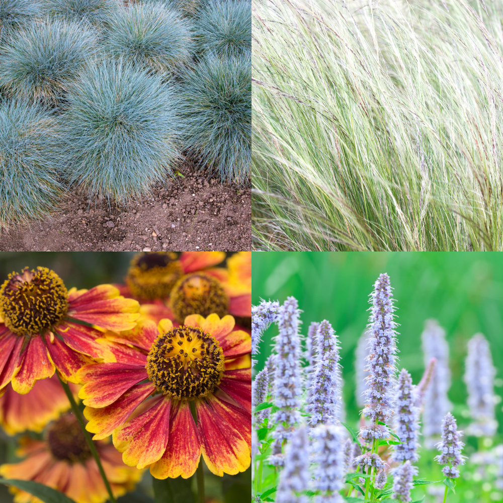 NatureNest Border Package Amber | Sunny Border with Perennials &amp; Ornamental Grasses