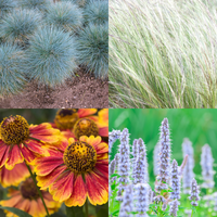 NatureNest Border Package Amber | Sunny Border with Perennials &amp; Ornamental Grasses